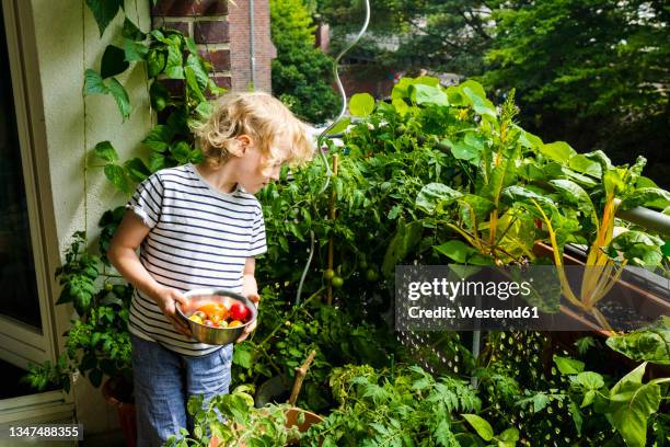 boy with blond hair looking at plant while holding bowl of tomatoes in balcony - balcony stockfoto's en -beelden