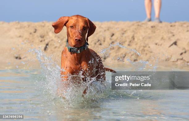 dog running through water - sennen stock pictures, royalty-free photos & images