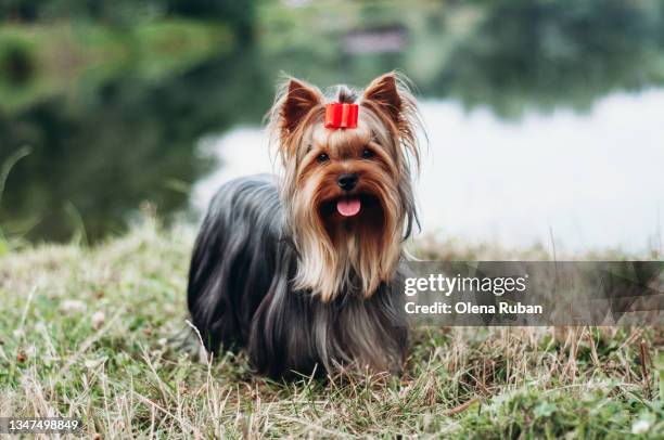 yorkshire terrier standing on grass near water. - terrier du yorkshire photos et images de collection