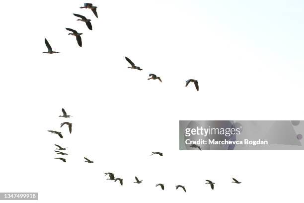 flock of wild geese silhouette on a sunset sky - vogels stockfoto's en -beelden