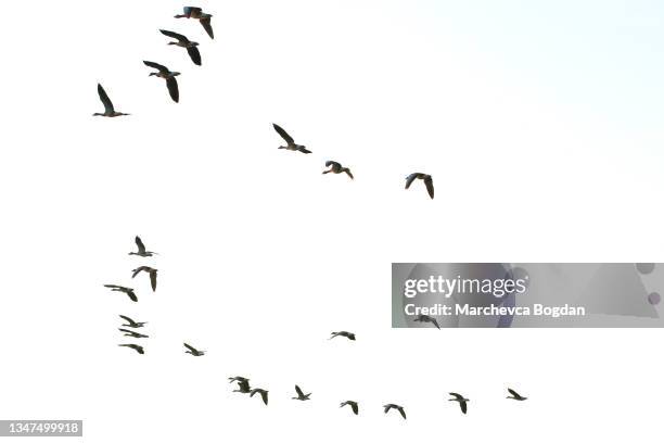 flock of wild geese silhouette on a sunset sky - flock stock pictures, royalty-free photos & images