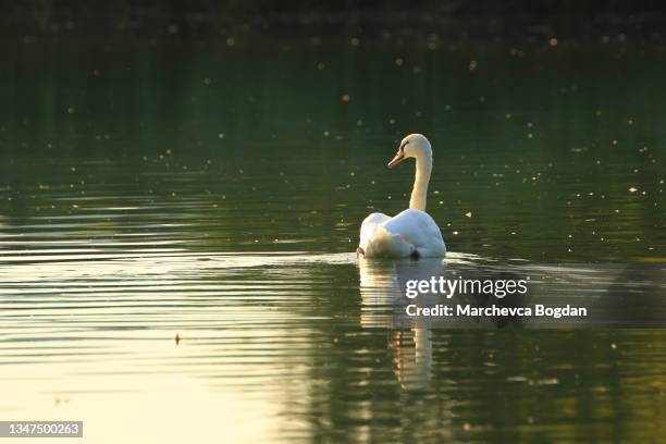 profile of white swan on a green lake - schwan stock-fotos und bilder
