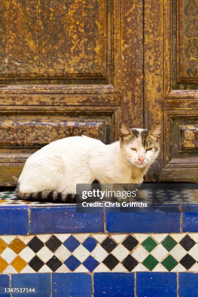 cat rests on mosaic steps, bahia palace, marrakech - royal cat stock pictures, royalty-free photos & images