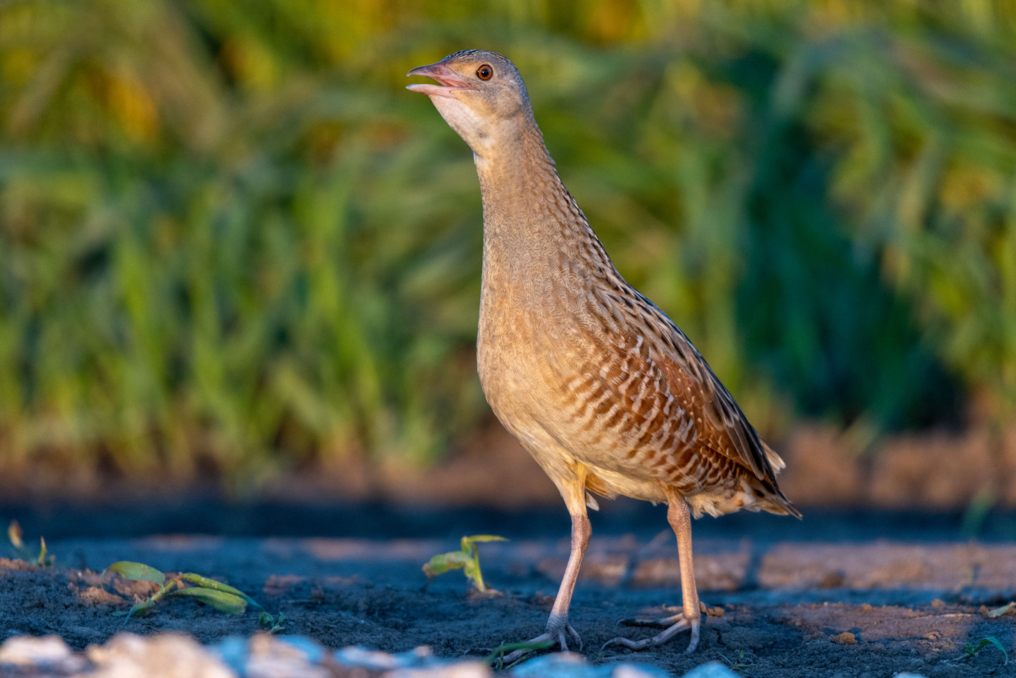 Corncrake, Corn crake (Crex crex). Corncrake, Corn crake (Crex crex).