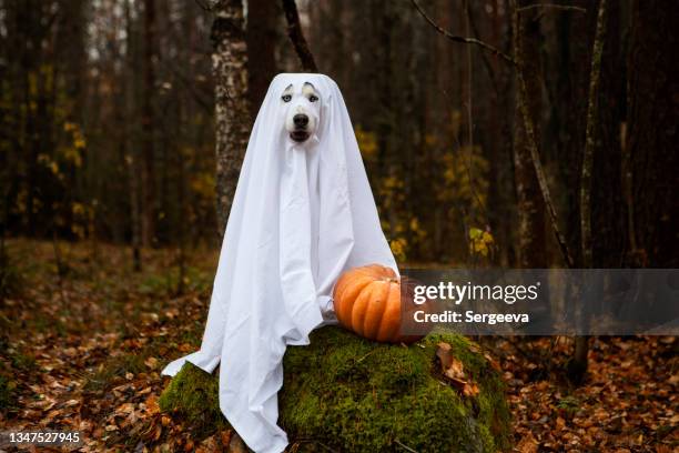 dog in a ghost costume for halloween - halloween dog stock pictures, royalty-free photos & images