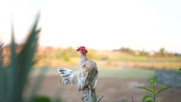 Good Morning Rooster Videos and HD Footage - Getty Images