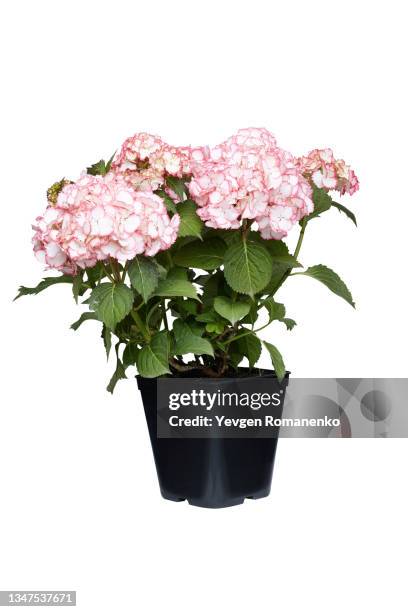 hydrangea in a pot isolated on white background - white pot stock pictures, royalty-free photos & images