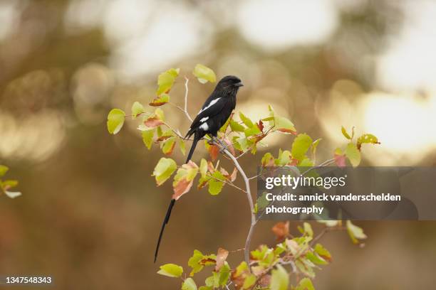 magpie shrike - magpie shrike stock pictures, royalty-free photos & images