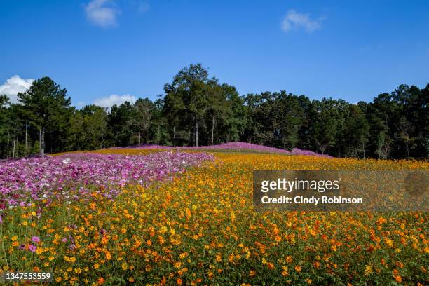 large wildflower field - us botanic garden stock-fotos und bilder