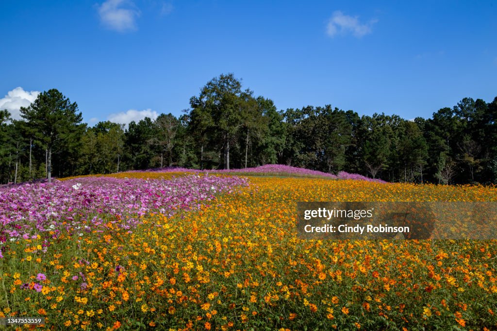 Large Wildflower Field
