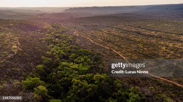 cerrado (brazilian savanna) and riparian zone - brazil stock pictures, royalty-free photos & images