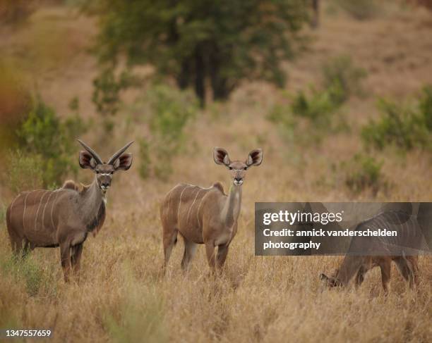 greater kudu - kudu stock-fotos und bilder