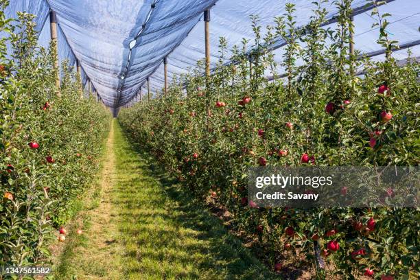 apples field - orchard stock pictures, royalty-free photos & images