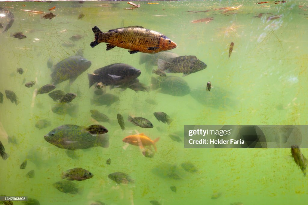 Freshwater fish in an aquarium