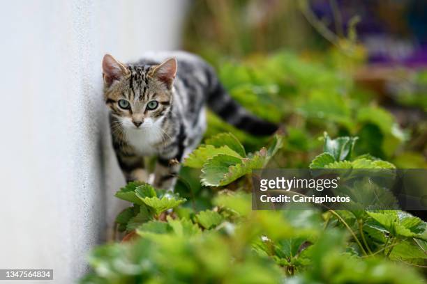 tabby cat prowling through undergrowth in a garden, ireland - prowling stock pictures, royalty-free photos & images