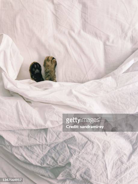 overhead view of a cat's paws lying under a bedsheet in a bed - cat hiding under bed - fotografias e filmes do acervo