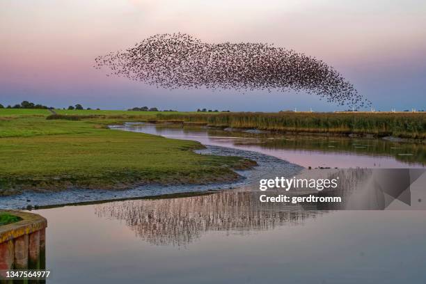 flock of starlings flying over river ems, pektum at sunset, east frisia, lower saxony, germany - starling flock stock-fotos und bilder