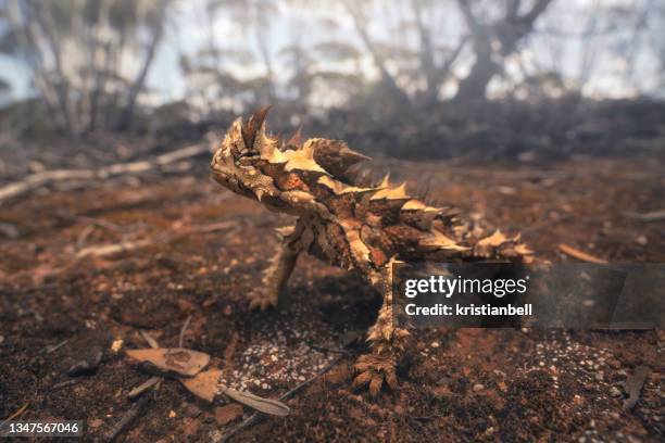 portrait of a wild thorny devil (moloch horridus), a unique and iconic animal endemic to australia - thorny devil lizard stock pictures, royalty-free photos & images