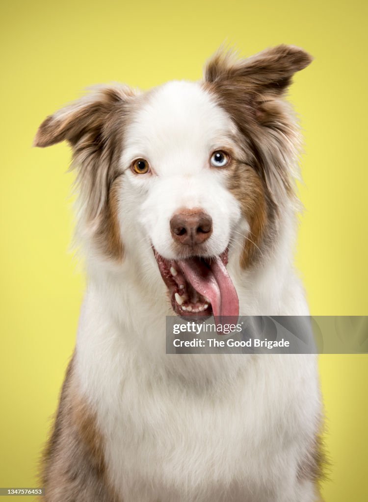 Portrait of Australian Shepherd