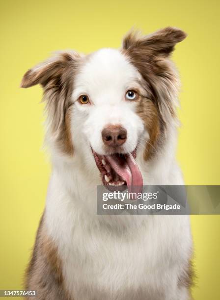 portrait of australian shepherd - australian shepherd bildbanksfoton och bilder