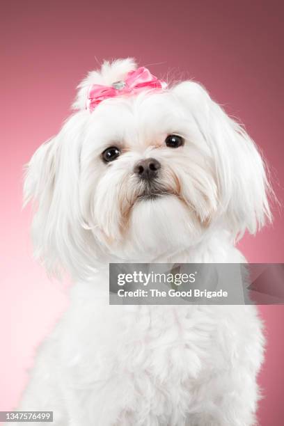 portrait of cute dog on pink background - dog white background stock pictures, royalty-free photos & images