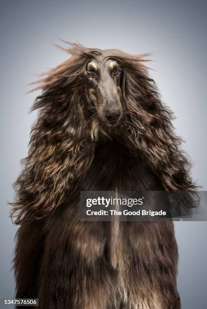portrait of afghan dog on gray background - pampered pets stock pictures, royalty-free photos & images
