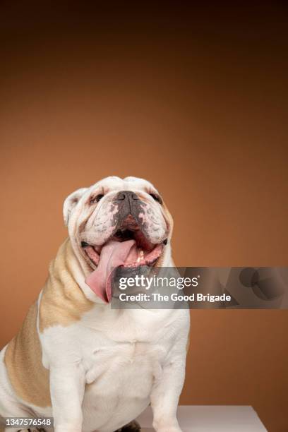 portrait of happy english bulldog on brown background - english bulldog ストックフォトと画像