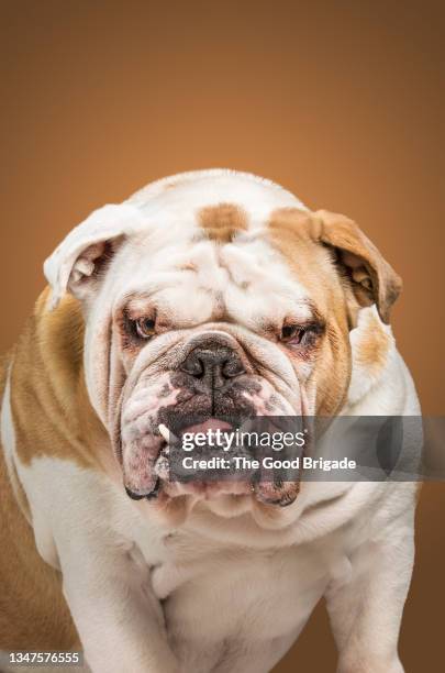 portrait of angry bulldog - bulldog inglés fotografías e imágenes de stock