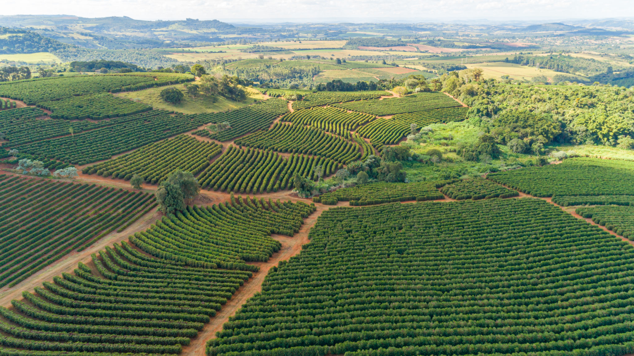 Brazilian coffee farm