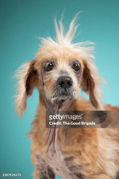 portrait of funny dog on green background - mixed breed dog stock pictures, royalty-free photos & images