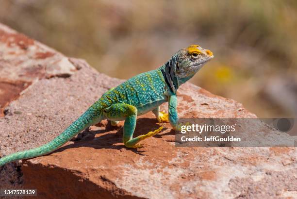 common collared lizard - crotaphytidae stock pictures, royalty-free photos & images