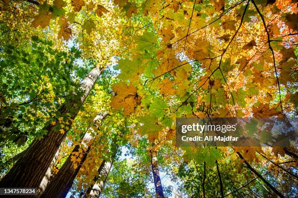 fall leaf colors in the woods - septiembre fotografías e imágenes de stock