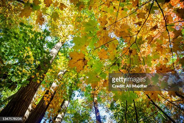 fall leaf colors in the woods - sept bildbanksfoton och bilder