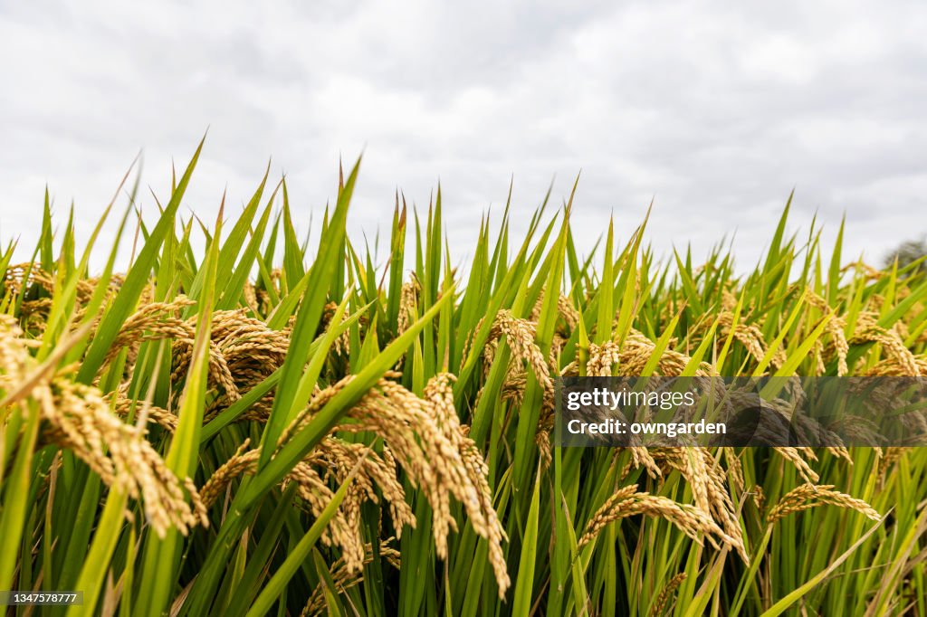 Golden ears of rice