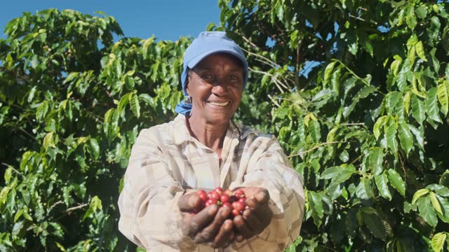 여자 미국 계 아프리카 농부는 그의 손에 구운 빨간 커피 콩을 보여주는.
