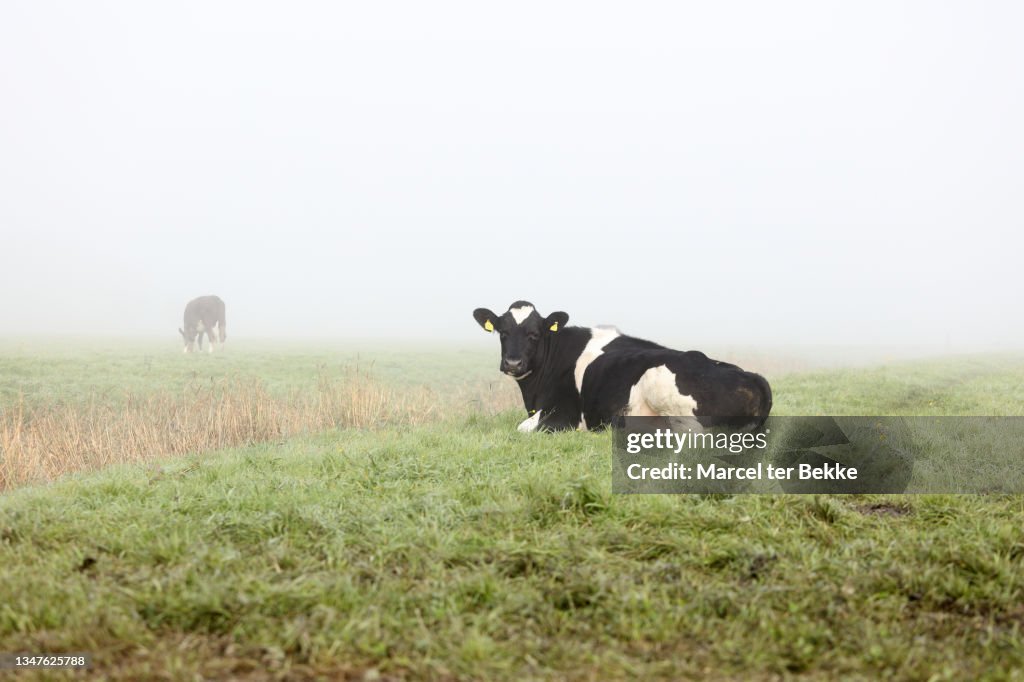 Holstein dairy cow in field
