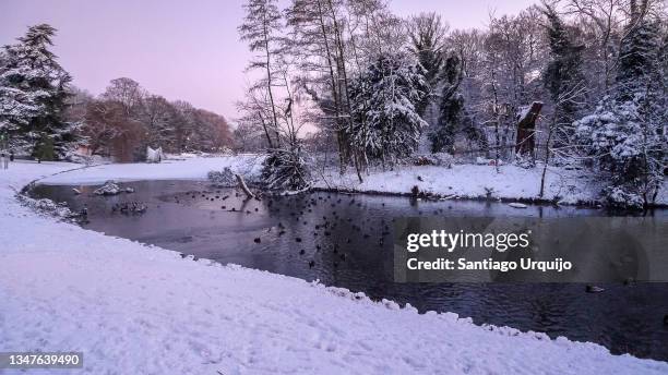 public park covered in snow around a lake - belgium winter stock pictures, royalty-free photos & images