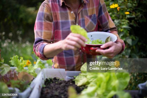 senior man getting lettuce from the vegetable garden, collecting it in a colander - jerusalem artichoke stock pictures, royalty-free photos & images