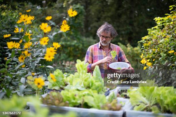 senior man getting lettuce from the vegetable garden - helianthus stock-fotos und bilder