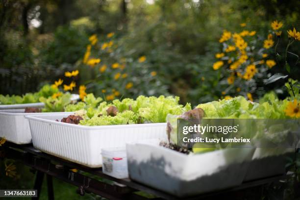 raised vegetable garden, with plastic containers holding lettuce - jerusalem artichoke stock pictures, royalty-free photos & images