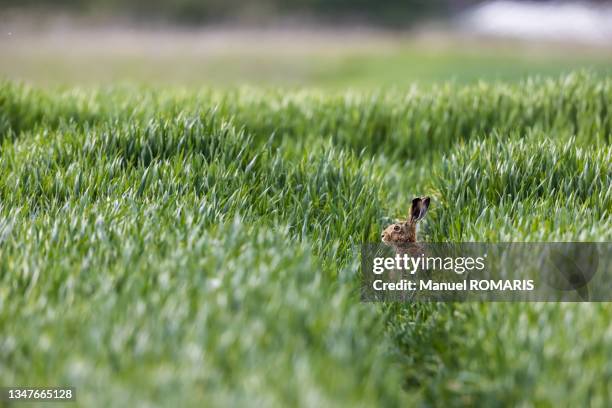 european hare - brown hare stockfoto's en -beelden