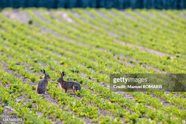 European Rabbit Hare 27 Belgian Hare Rabbit Stock Photos, High-Res Pictures, and Images ...