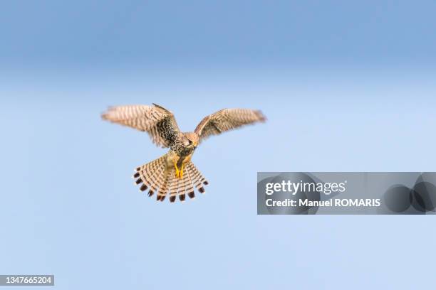 common kestrel - hovering fotografías e imágenes de stock