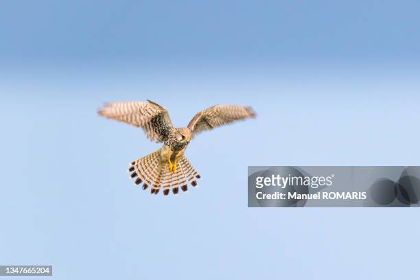 common kestrel - hovering stock pictures, royalty-free photos & images