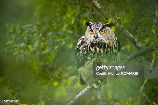 eurasian eagle owl - eurasian eagle owl stockfoto's en -beelden