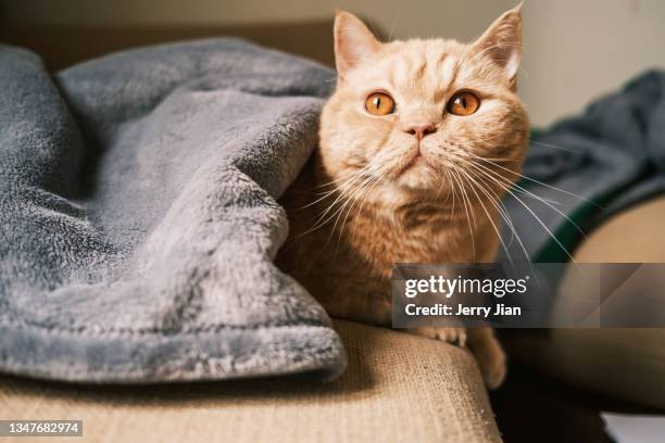 a majestic cat on the sofa - tabby munchkin cat bildbanksfoton och bilder
