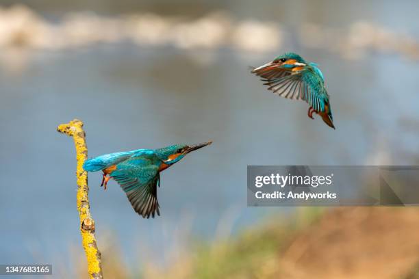 common kingfisher - kingfisher river stock pictures, royalty-free photos & images