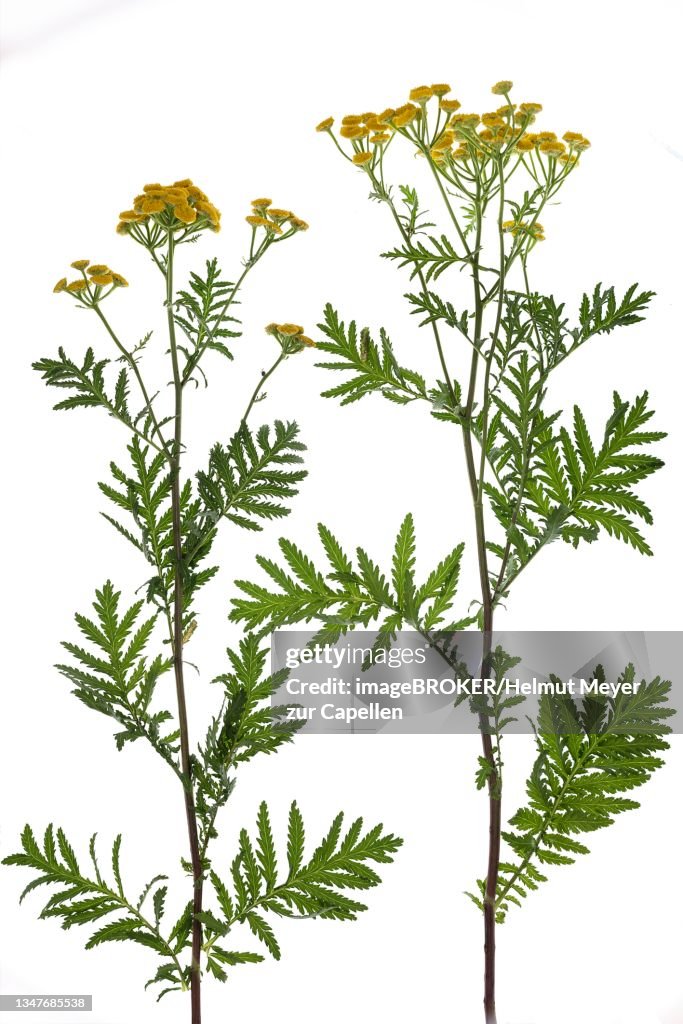 Tansy (Tanacetum vulgare) on white ground, studio photo, Germany