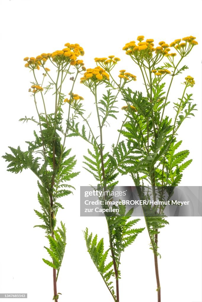 Tansy (Tanacetum vulgare) on white ground, studio photo, Germany