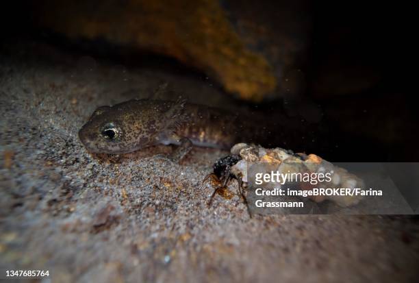 fire salamander (salamandra salamandra), larva on stone at the bottom of a water body in spawning waters, next to caddisfly (trichoptera) larva, underwater photo, north rhine-westphalia, germany - laying egg stock pictures, royalty-free photos & images